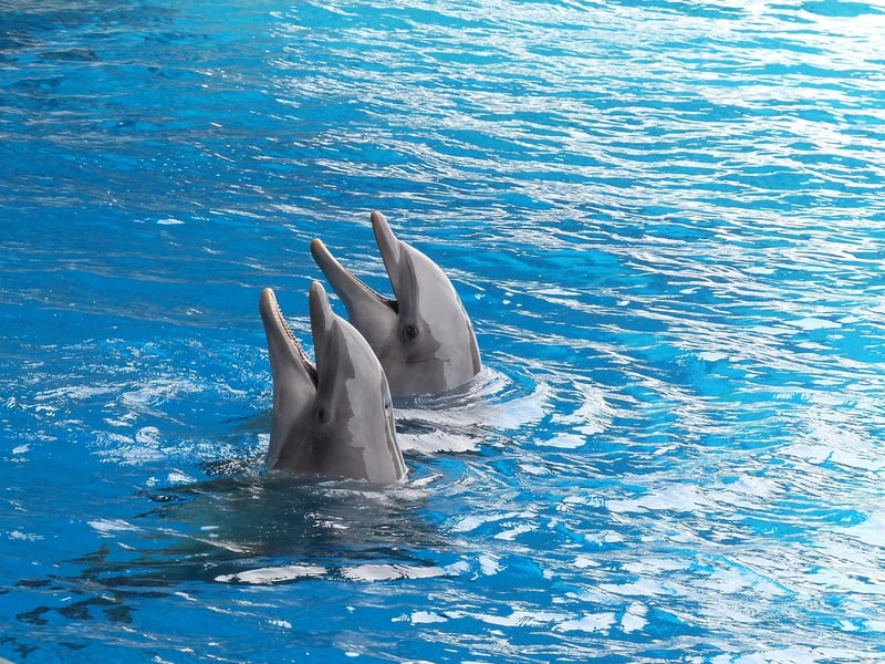 Dolphin