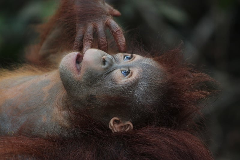 Orangutan